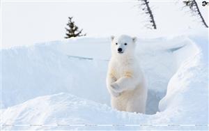 A magnificent polar bear